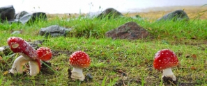 fly-agaric-in-grass
