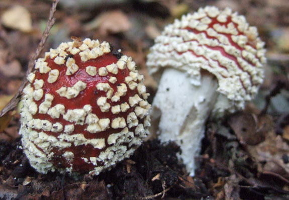 Amanita muscaria