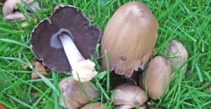 common-inkcaps