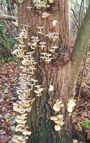 mushrooms