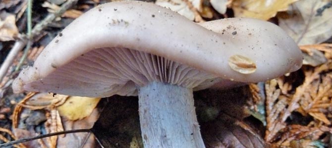 wood-blewit-identification