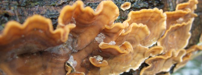 hairy-stereum-identification