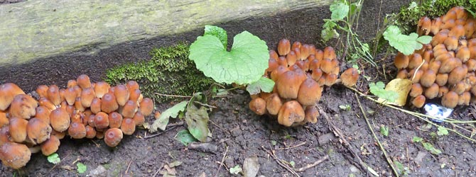 small-coprinus-identification