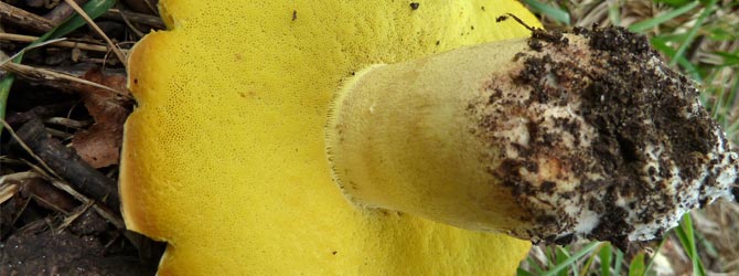 iodene-bolete-identification