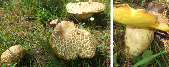 Boletus Impolitus Ioden Bolete