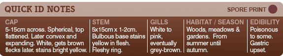 Quick ID checlist for Agaricus Xanthodermus.
