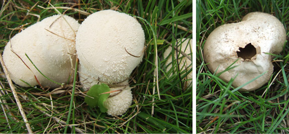meadow-puffball Meadow Puffball