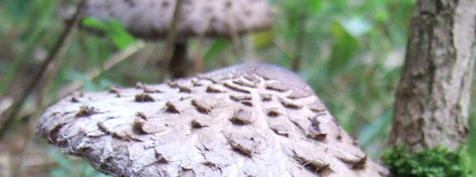 parasol-mushroom-identification