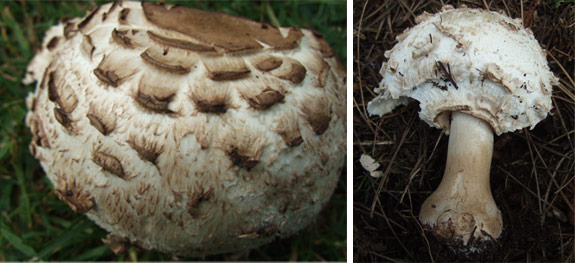 shaggy-parasol-mushroom Shaggy Parasol (Macrolepiota rhacodes)