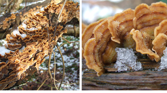 Stereum-hirsutum Stereum hirsutum - Hairy Stereum - Bracket fungi
