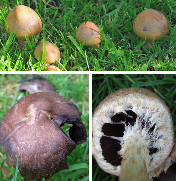 Brown garden mushroom - medium large size