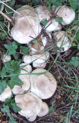 Agaricus xanthodermus