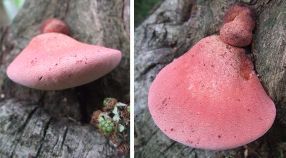 beef-steak-fungus Beef Steak Fungus (Fistulina hepatica)