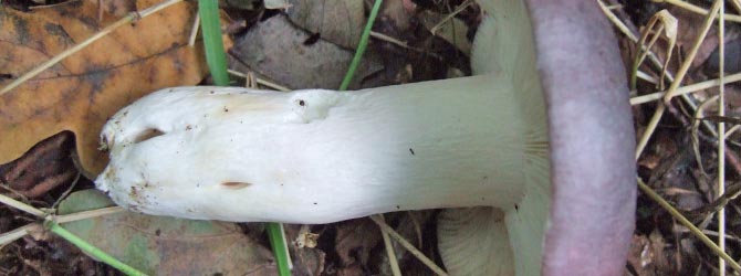 charcoal-burner-identification
