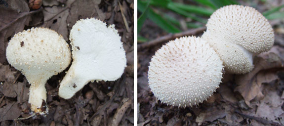 common-puffball Common Puffball
