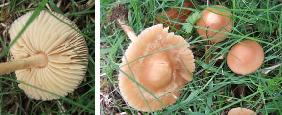 fairy-ring-1 Fairy Ring Champignon - Edible Mushroom