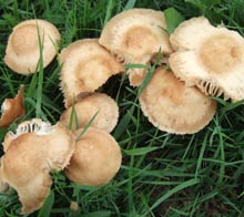 fairy-ring-2 Fairy Ring Mushroom