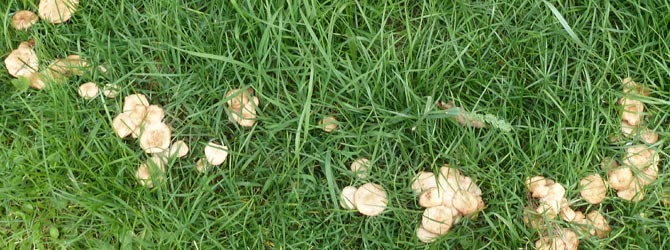 fairy-ring-champignon-identification