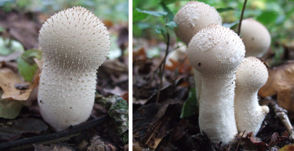 puffballs-large Large white Puffballs