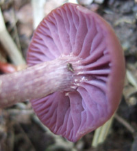 amethyst-deceiver-gills Amethyst Deceiver - Lilac/purple gills