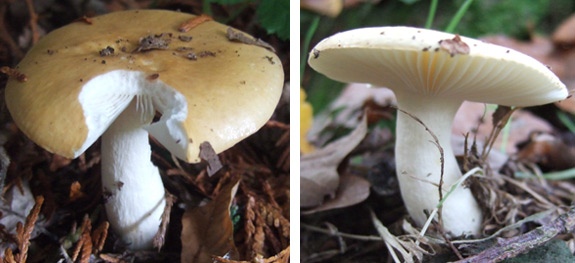 common-yellow-russula Common Yellow Brittlegill