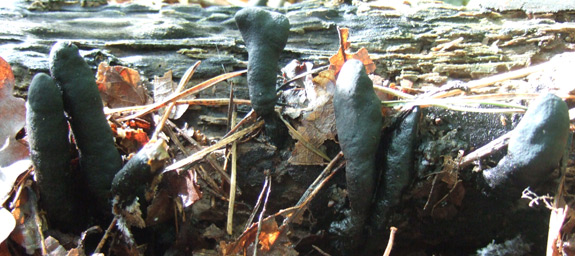 dead-mans-fingers Dead Mans Fingers