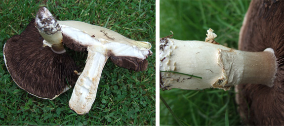 field-mushroom-blaby Field Mushroom - Common UK Mushroom