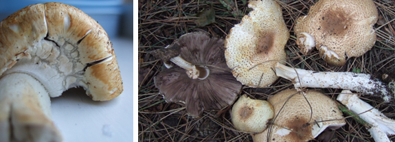 The Prince Mushroom The Prince - Edible Woodland Mushroom