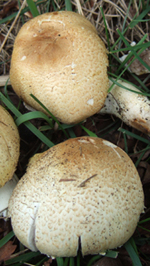 The Prince Mushroom Prince Mushroom - young