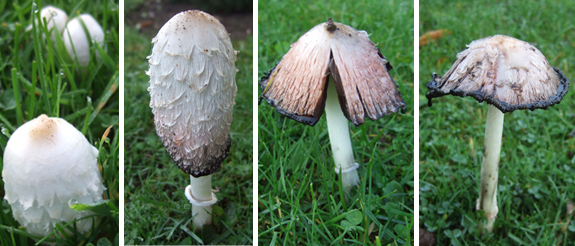 Inky Cap