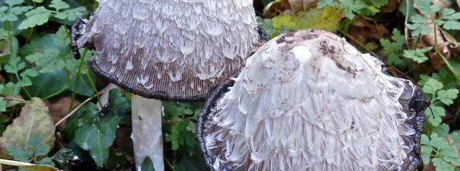shaggy-inkcap-identification
