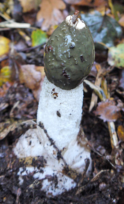 Smelly Fungus
