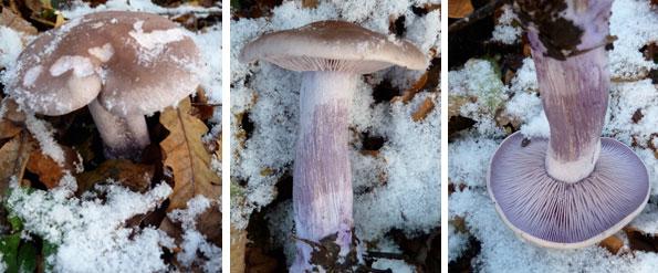 blewit-winter-mushroom Wood Blewit mushroom in Winter