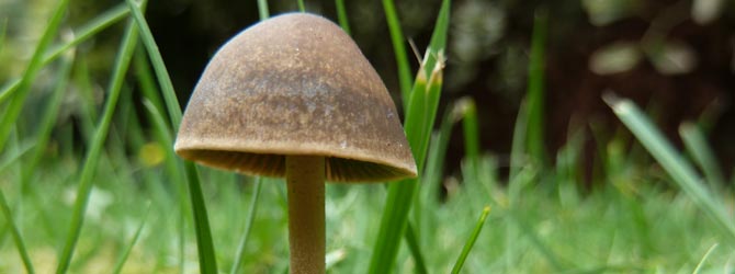 turf-mottlegill-identification