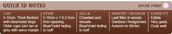 id-wood-blewit Wood Blewit
