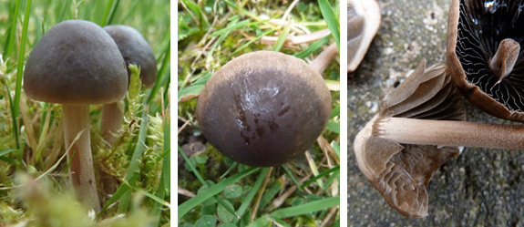 Turf Mottlegill Pictures