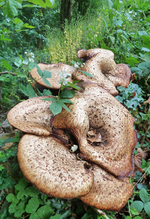 Large Polypore mushroom