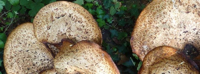 dryads-saddle-identification