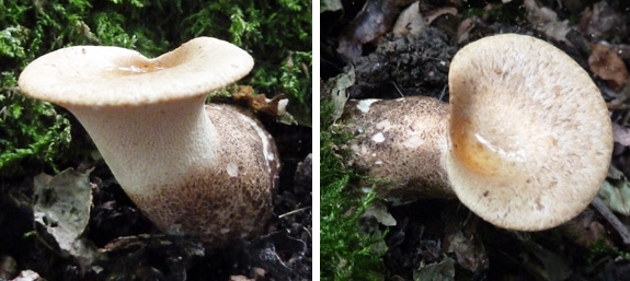 Dryads Saddle - Young