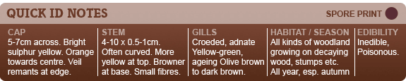 Sulphur Tuft ID chart Toadstool ID Chart - Sulphur Tuft
