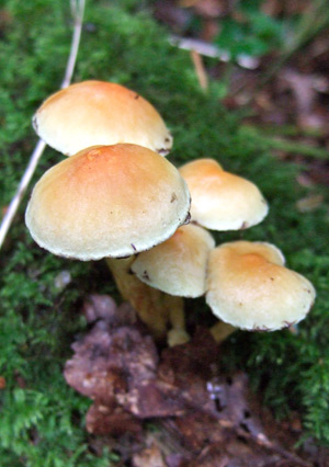 Sulphur Tuft Toadstool/Mushroom