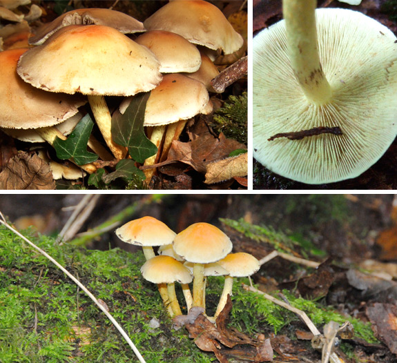 Sulphur Tuft Sulphur Tuft (Hypholoma fasiculare)