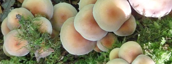 sulphur-tuft-identification