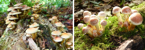 Sulphur Tuft Toadstool Hypholoma fasiculare