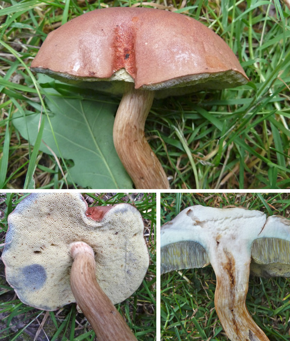 Bay Bolete Boletus badius