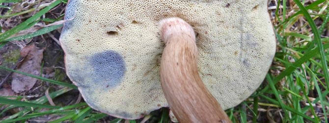 bay-bolete-identification