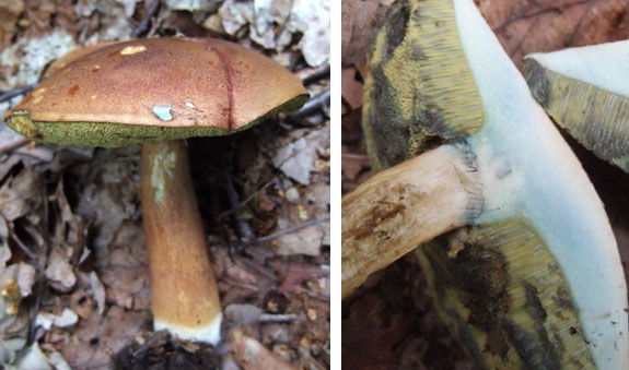 Bay Bolete Boletus badius