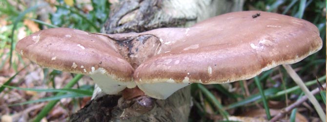 birch-polypore-identification