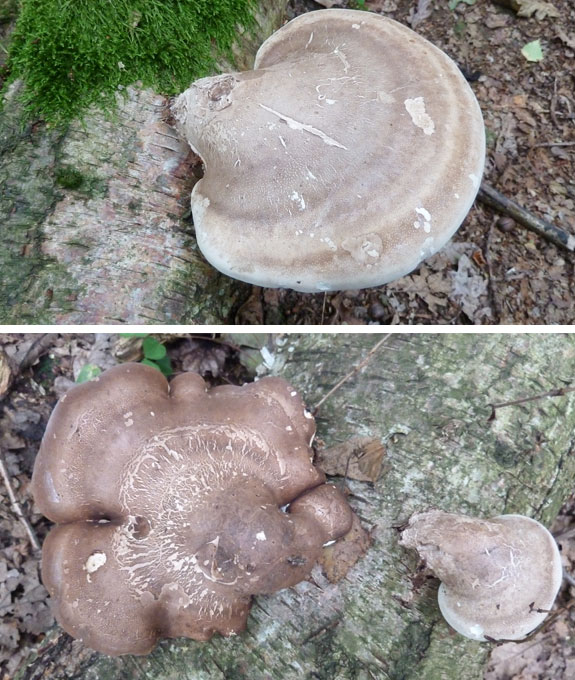 Razorstrop Fungus