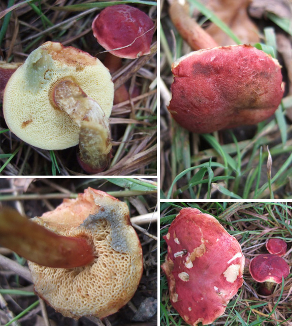 Boletus rubellus images Boletus rubellus